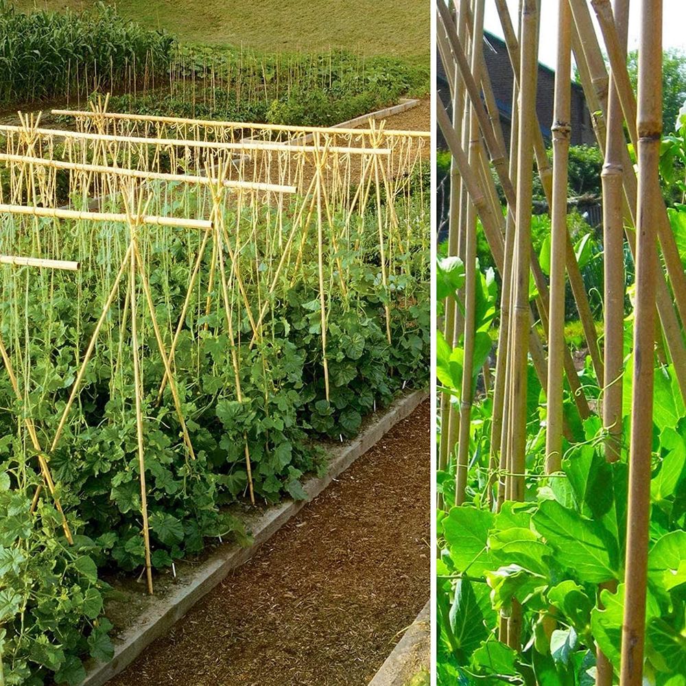 40 x 6FT (180cm) Bamboo Canes